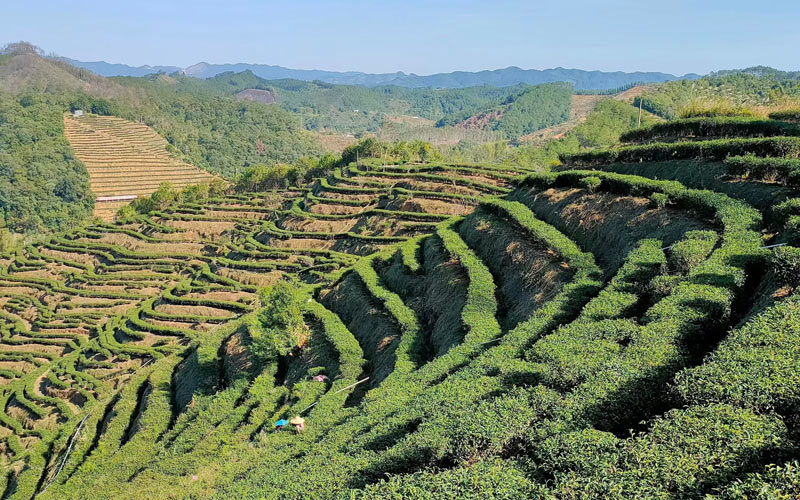 蒼梧縣六堡鎮(zhèn)生態(tài)茶園。