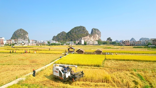 港南區(qū)山邊旅游區(qū)龜山腳下稻田收割航拍圖。 劉志寧攝