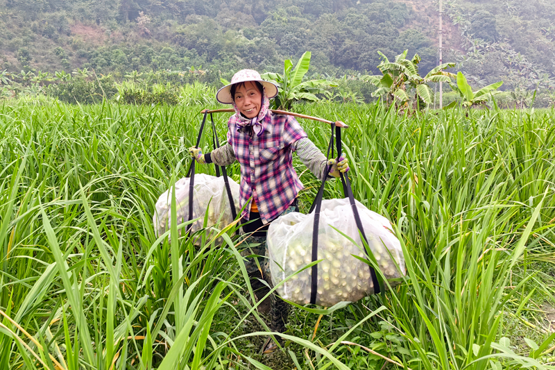 村民搬運(yùn)茭白