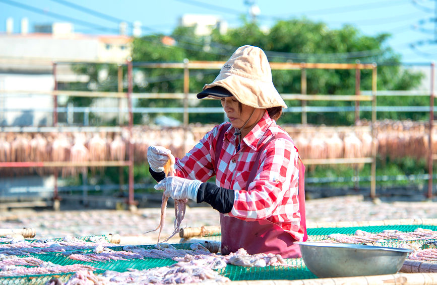 圖為漁民將章魚加工后晾曬干。徐紹榮攝