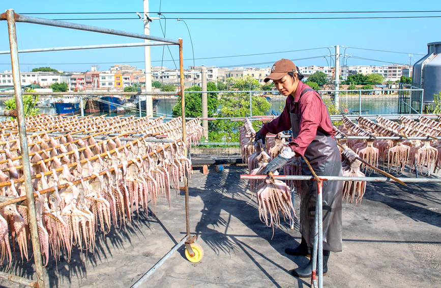 圖為漁民將章魚加工后晾曬干。徐紹榮攝