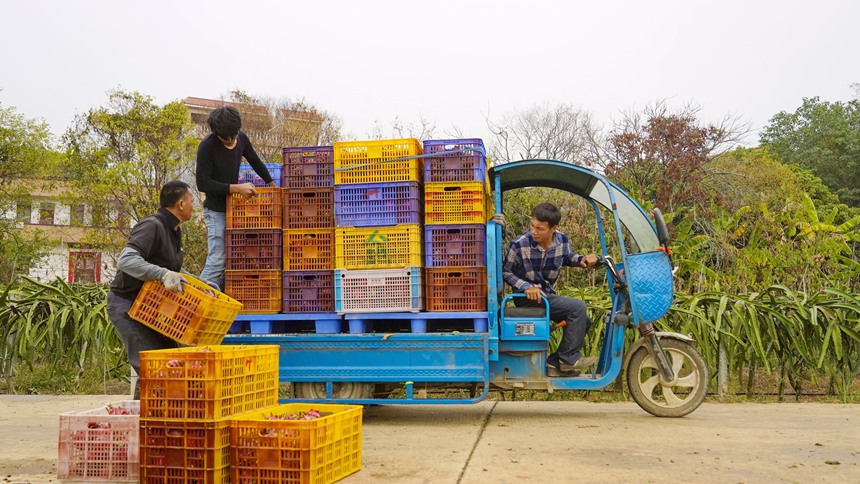 工人正在把火龍果裝車。何廣應(yīng)攝