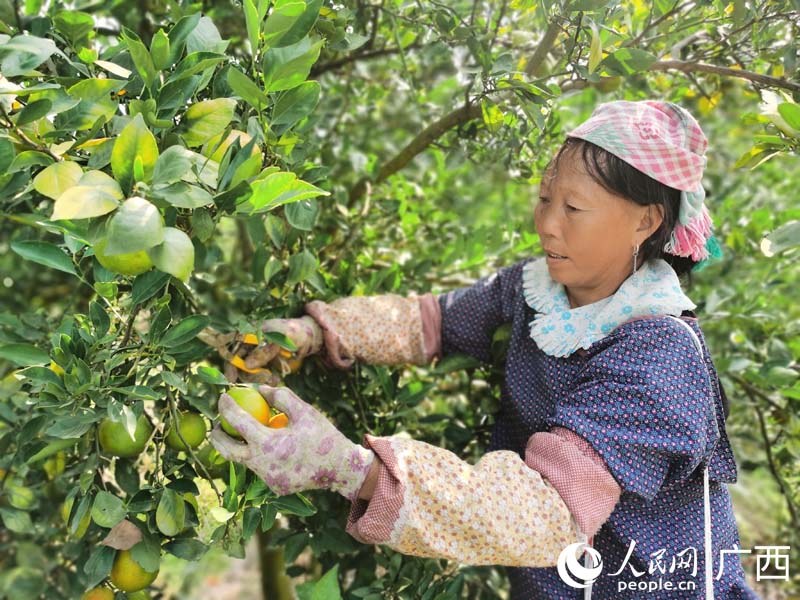 工人在果園中采摘成熟貢柑。人民網(wǎng) 付華周攝