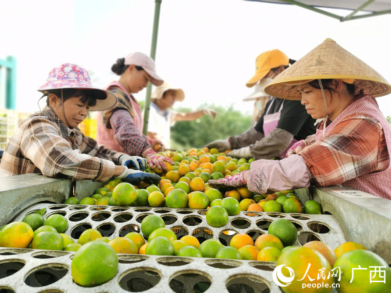 工人們忙碌著篩選剛采摘的新鮮貢柑。人民網(wǎng) 付華周攝