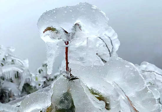 灌陽(yáng)縣天然滑雪場(chǎng)雪景之一  ——貓頭鷹。陸仕臣攝