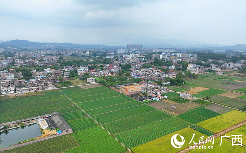 村莊旁的紅薯種植基地。人民網(wǎng) 付華周