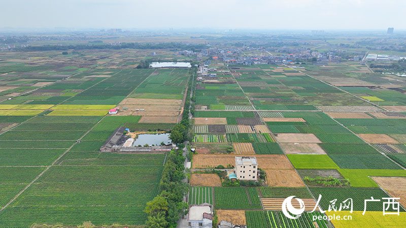 千畝紅薯種植基地。人民網(wǎng) 付華周攝