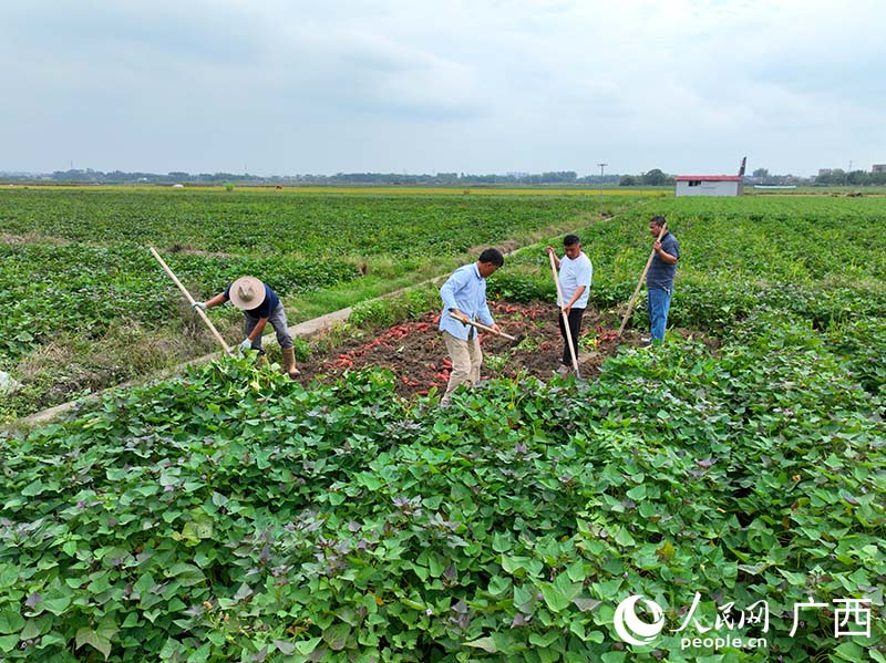 人們在種植基地挖紅薯。人民網(wǎng) 付華周攝