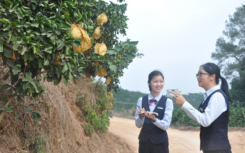 客戶經(jīng)理深入沙田柚種植基地調(diào)研。