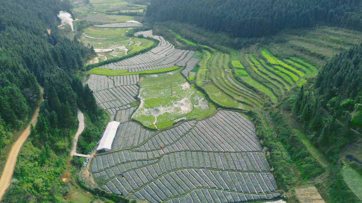 新州鎮(zhèn)那么村黑木耳種植基地。張譯文攝