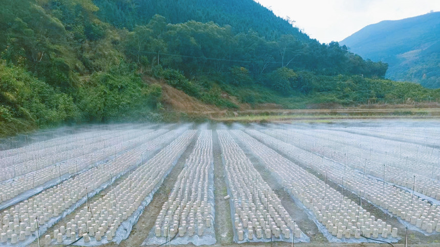 黑木耳種植基地。韋仕杰攝