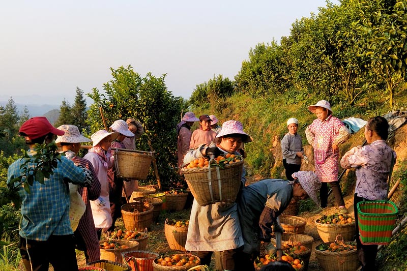 圖為沙糖桔豐收景象。西林縣那佐苗族鄉(xiāng)弄汪村委供圖