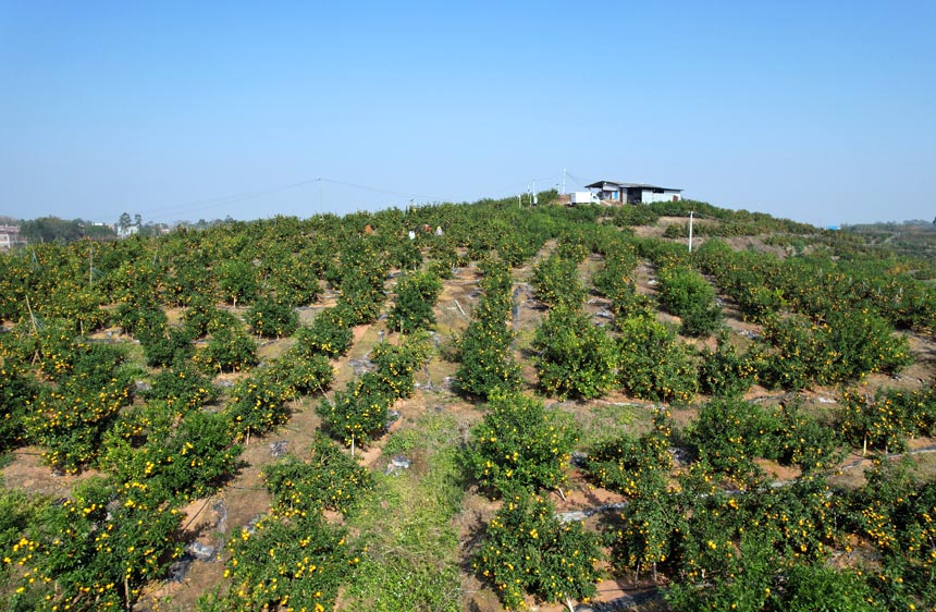 沃柑基地。梁云龍攝