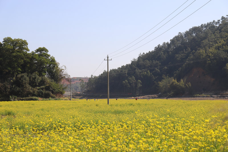 石漿田地變油菜花海。羅曉玲攝