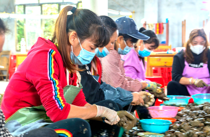 女工們開貝取珠。徐紹榮攝