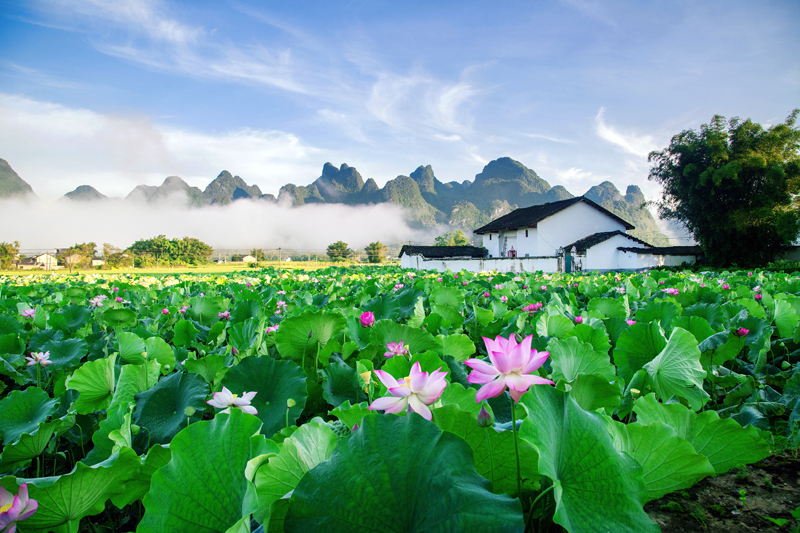 研學(xué)小鎮(zhèn)千畝荷花美景