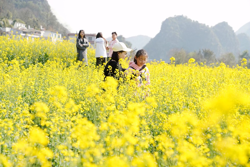 貴州興義萬(wàn)峰林油菜花海。劉歡攝