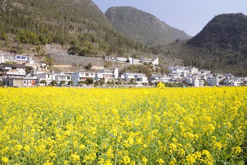 貴州興義萬(wàn)峰林油菜花海。劉歡攝