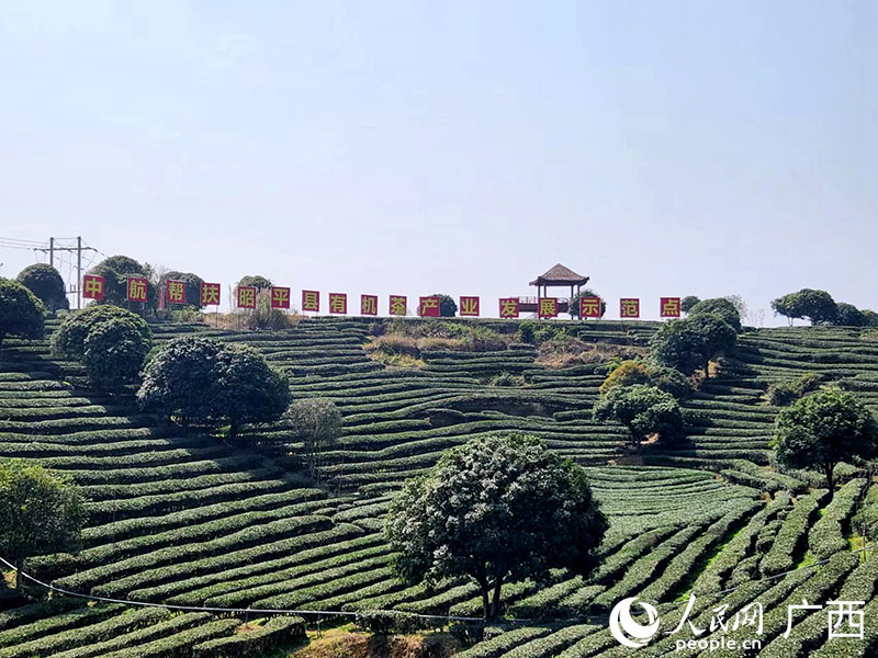 中航幫扶昭平縣有機(jī)茶產(chǎn)業(yè)發(fā)展示范點(diǎn)。人民網(wǎng) 黃子婧攝