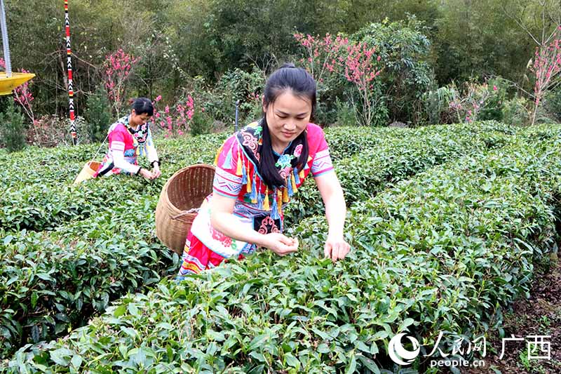 工人正在采摘茶葉。人民網(wǎng)  黃子婧攝