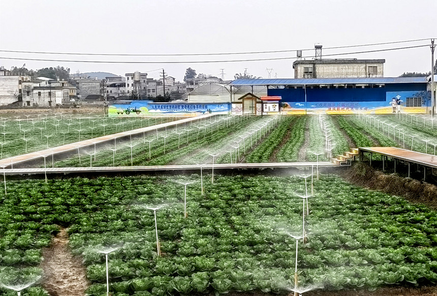 基地采用現代噴灌技術進行灌溉。