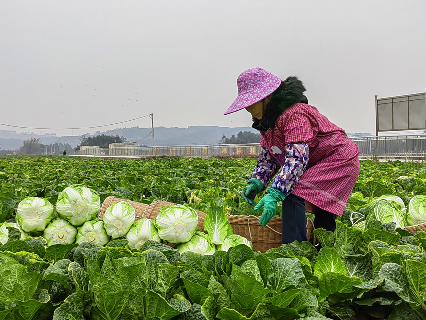 工人正在采收白菜。