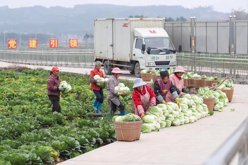 工人把白菜搬運到路邊。