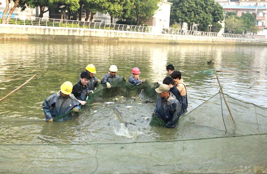 一年一度的“幸福魚”捕撈活動。廣西醫(yī)科大學(xué)供圖