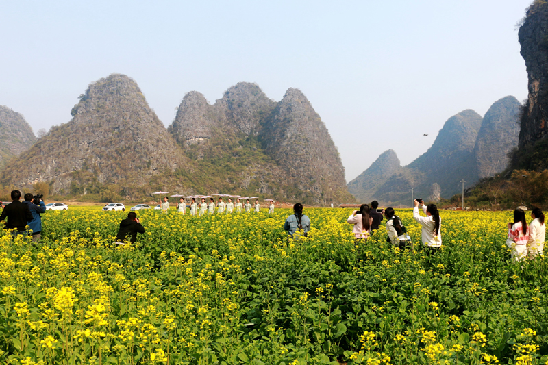 鐘山縣燕塘鎮(zhèn)張屋村明家湖農(nóng)文旅產(chǎn)業(yè)油菜花種植基地。廖超文攝