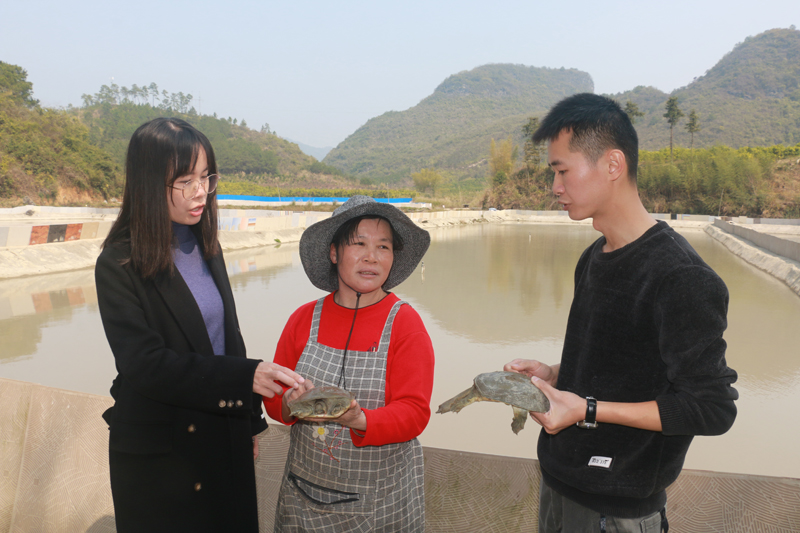 燕塘鎮(zhèn)玉坡村委大布圍自然村脫貧戶陳花妹（中）創(chuàng)辦黃花鱉養(yǎng)殖場。廖超文攝