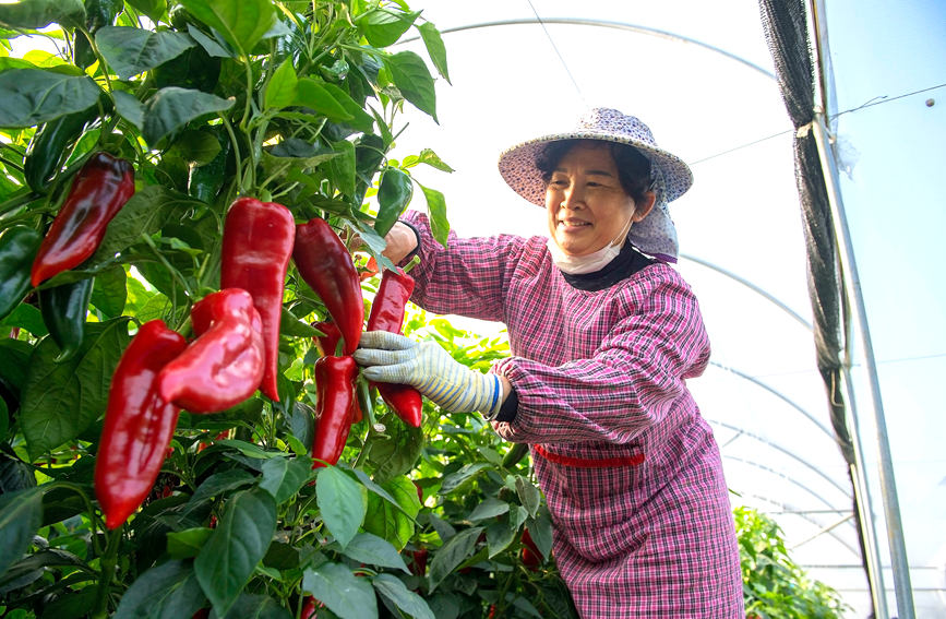 村民在采摘辣椒。徐紹榮攝