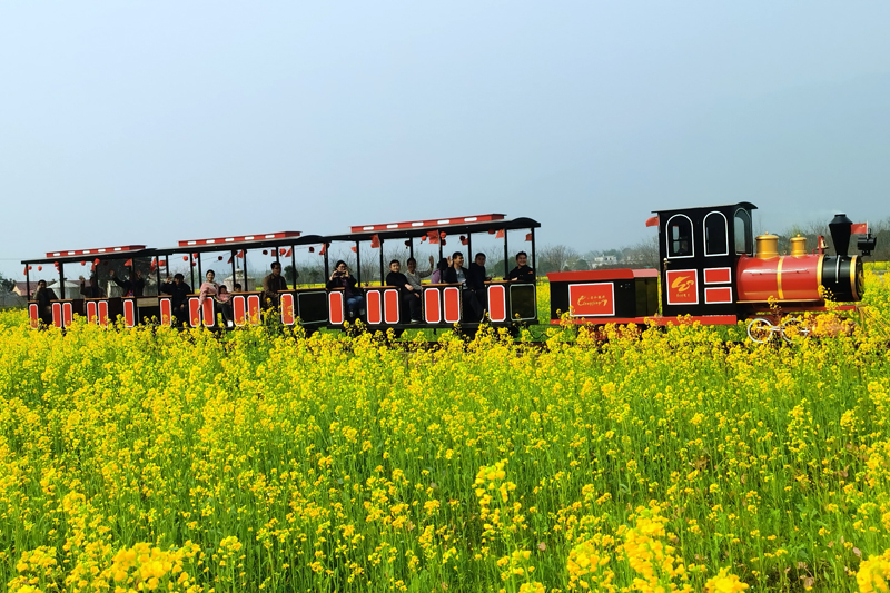 旅游小火車緩緩前行，穿梭在油菜花海中