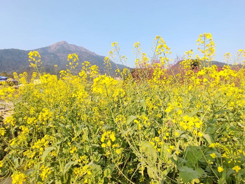 油菜花盛開。人民網(wǎng)記者 王勇攝