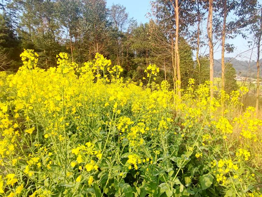 油菜花盛開。人民網(wǎng)記者 王勇攝