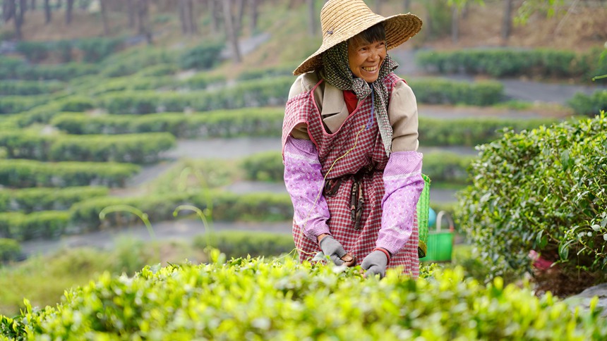 工人正在采摘茶葉。覃塘區(qū)融媒體中心供圖