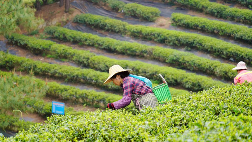 工人正在采摘茶葉。覃塘區(qū)融媒體中心供圖