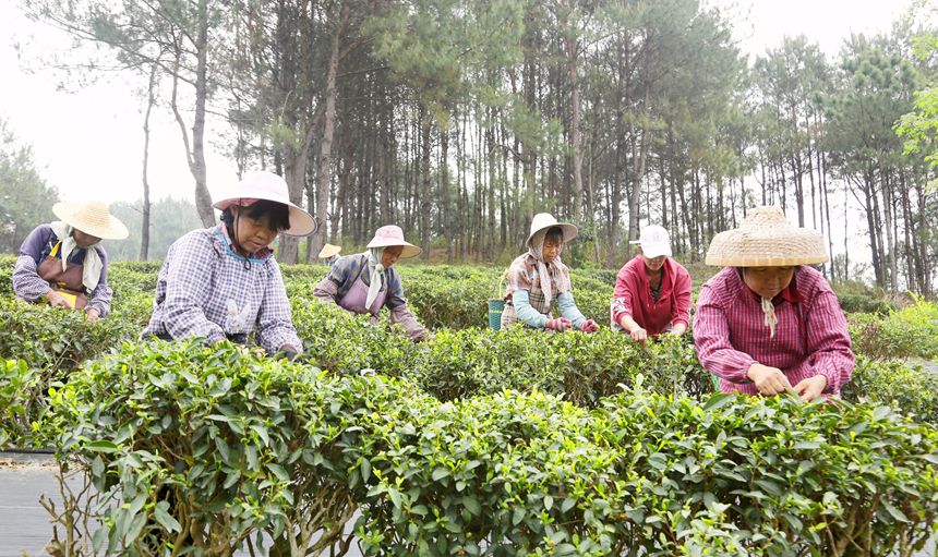 工人們忙著采茶。韋東保攝