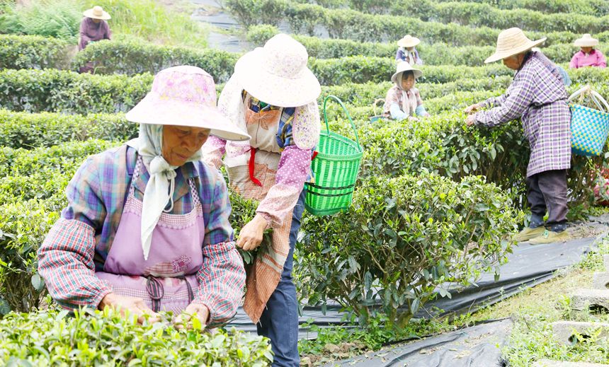 工人們忙著采茶。韋東保攝