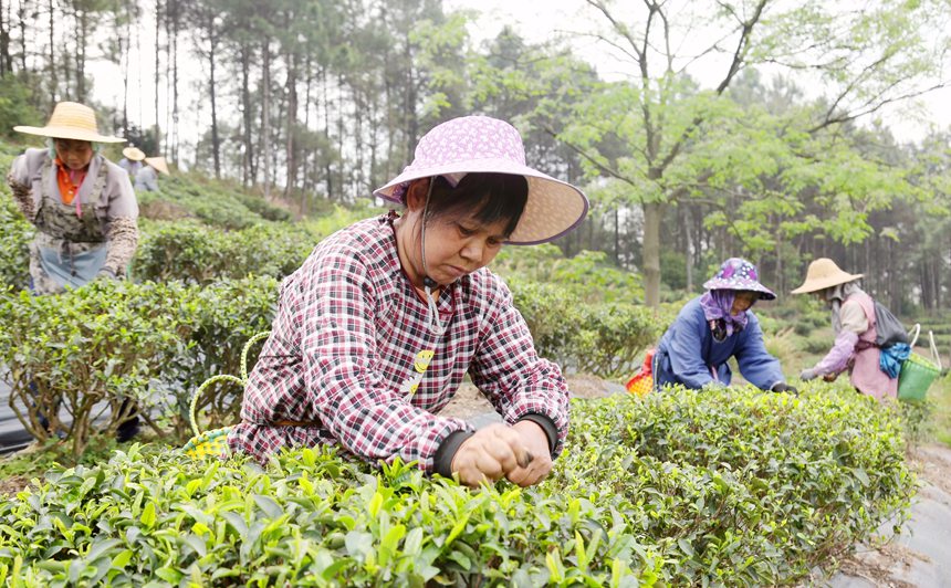 工人們忙著采茶。韋東保攝