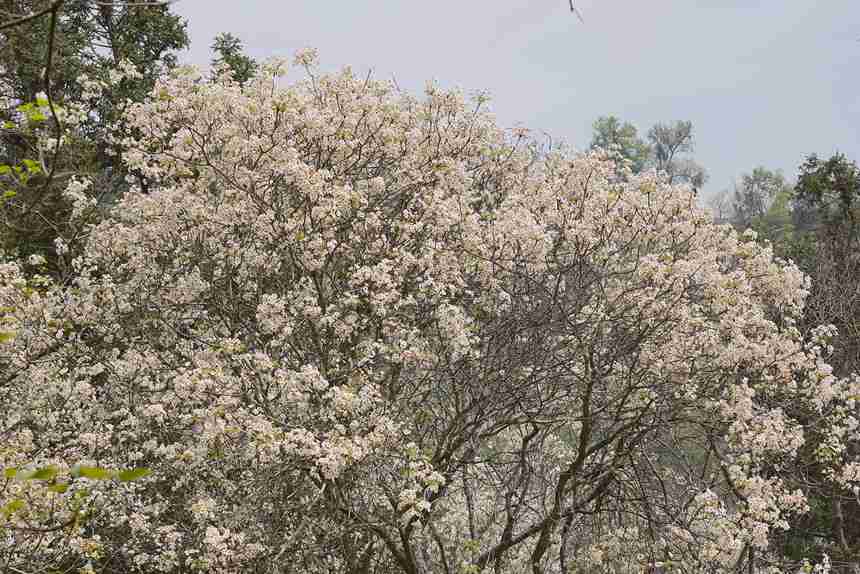 油桐花開(kāi)得正艷。