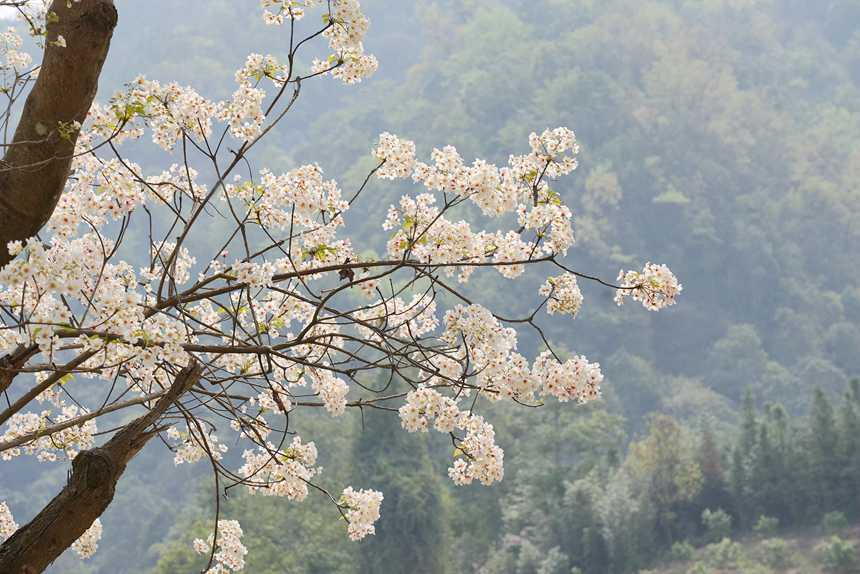 油桐花開，景色宜人。