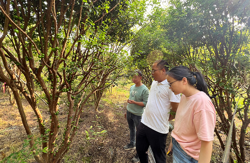 黃忠鵬與村干部在樹葡萄基地察看果樹結(jié)果情況。