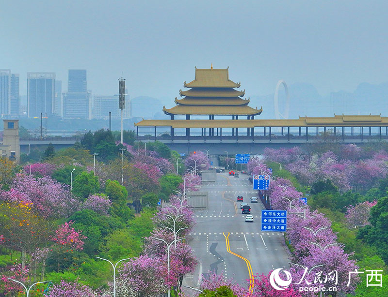 柳州市區(qū)盛開的紫荊花已成為當(dāng)?shù)匾粡堨n麗的旅游名片。人民網(wǎng) 付華周攝