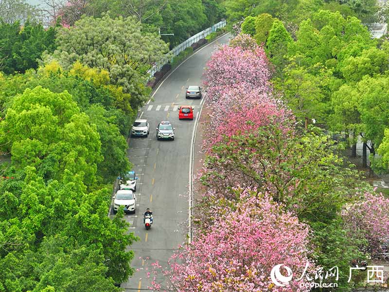 柳州市河?xùn)|觀光路紫荊花開正盛。人民網(wǎng) 付華周攝