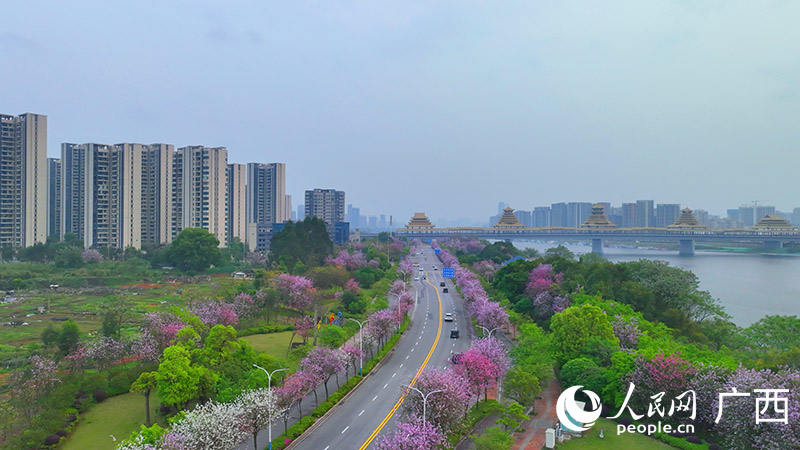 柳州市環(huán)江濱水大道紫荊花開正盛。人民網(wǎng) 付華周攝