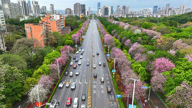 柳州市區(qū)潭中東路盛開的紫荊花。陳粵攝