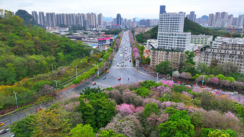 柳州市區(qū)花開正艷。陳粵攝