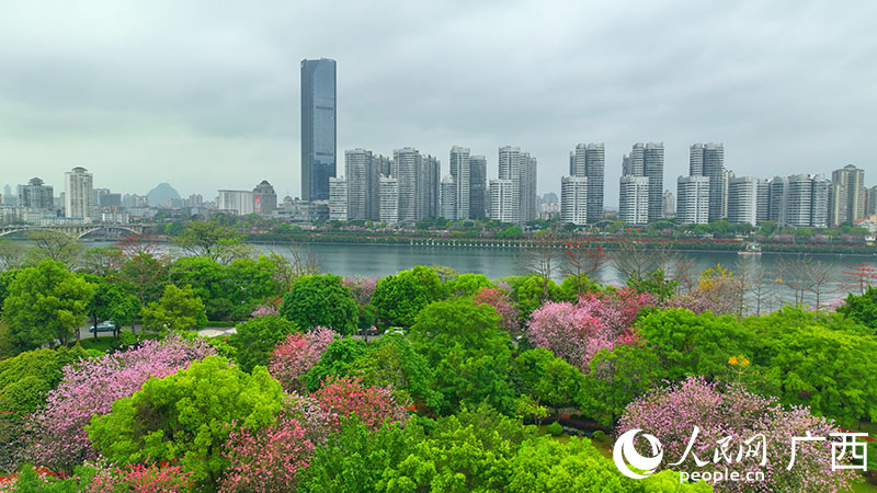 柳州市區(qū)東紫荊花盛開。人民網(wǎng) 付華周攝