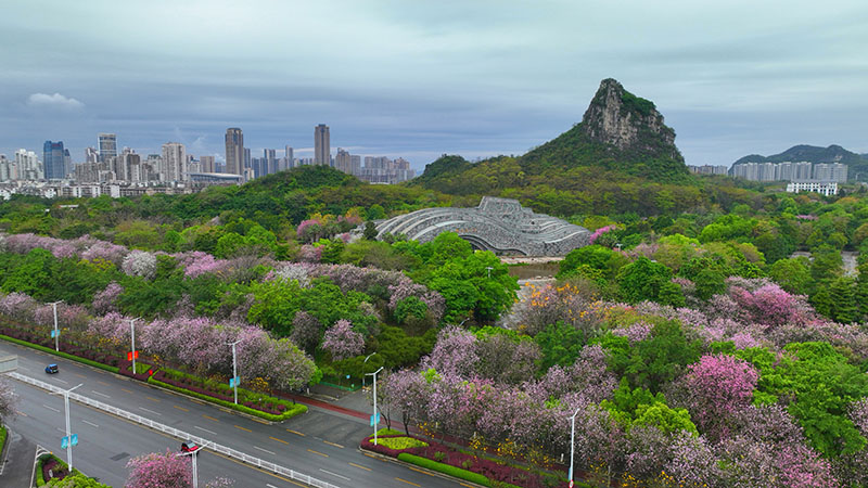 柳州馬鹿山公園紫荊花盛開。陳粵攝