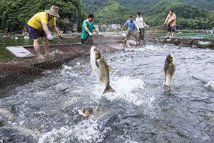 大化積極發(fā)展大頭魚致富產(chǎn)業(yè)。大化縣政府供圖